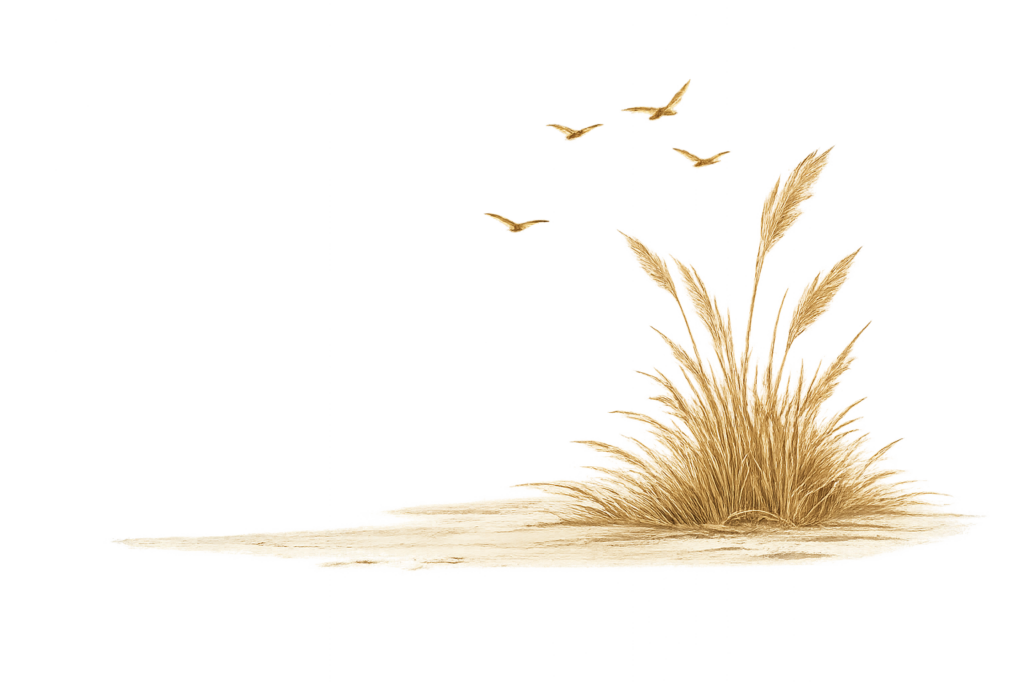 Illustration d’herbes des dunes et oiseaux en vol, inspirée du littoral de Barneville-Carteret.